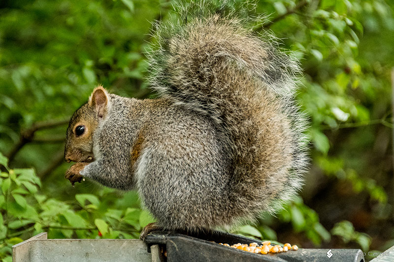 Squirrel